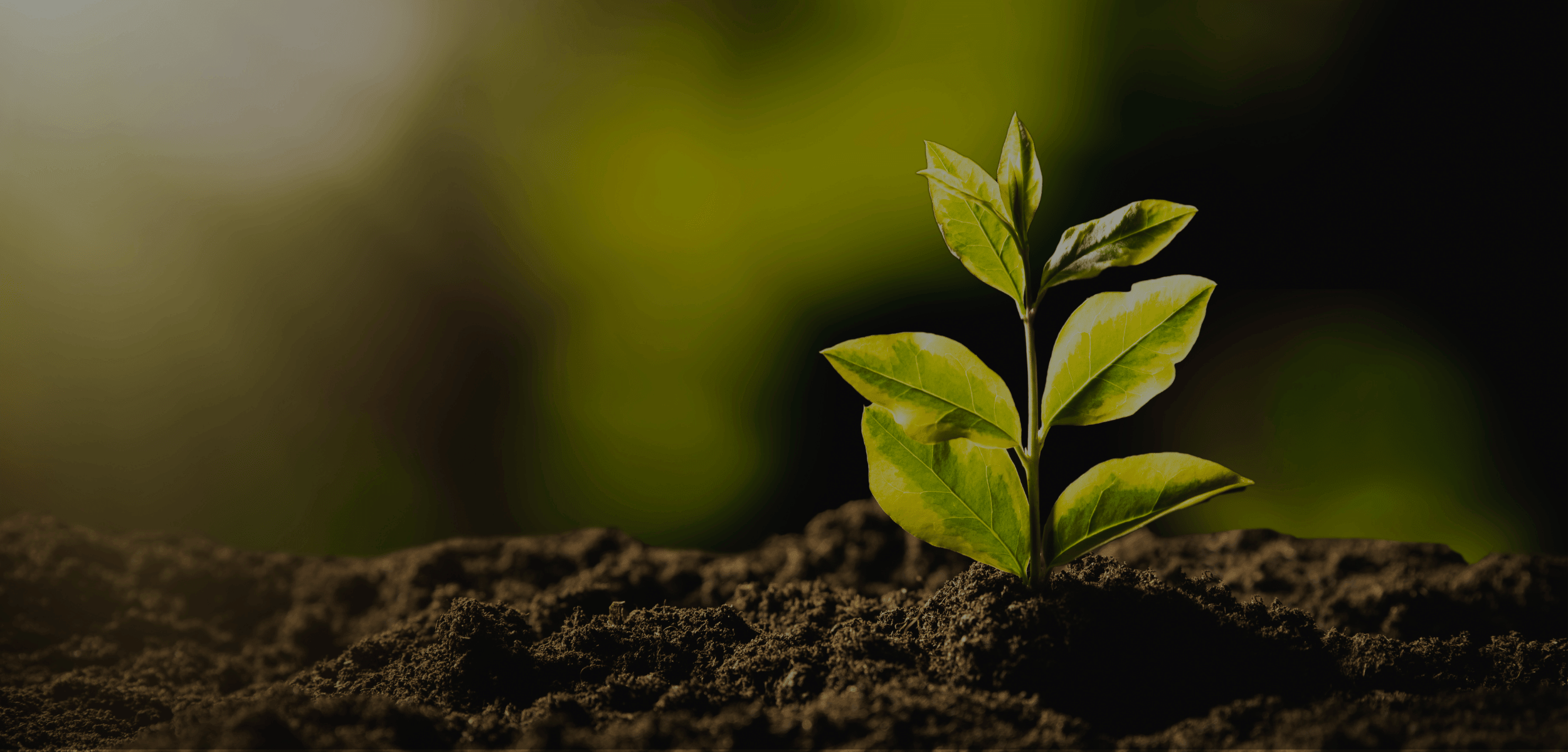 The Business of Yoga: Building a Sustainable, Values-Aligned Career. Build a career that sustains you—so you can sustain your students. A 300-hour advanced yoga teacher training module from The Life of Wellness Institute. Live virtual, trauma-informed, and grounded in neuroscience and Ayurveda.