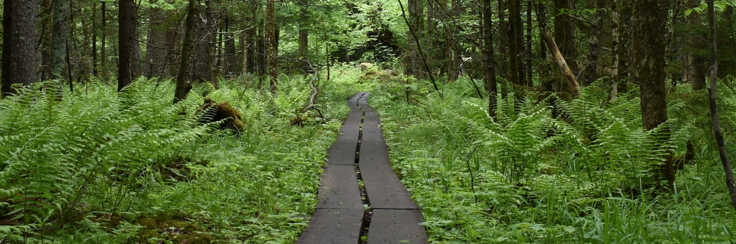 a small path in the forest